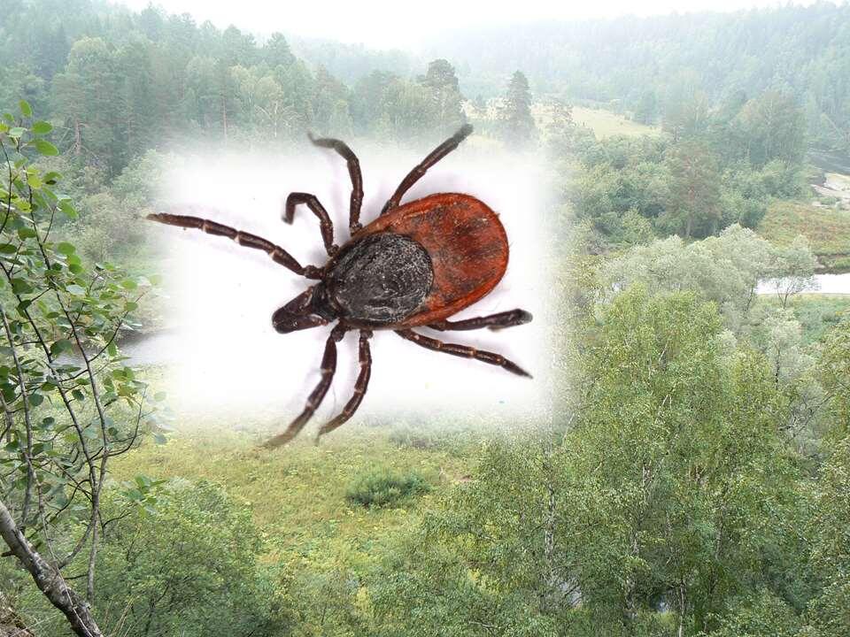    лес и клещ stalker