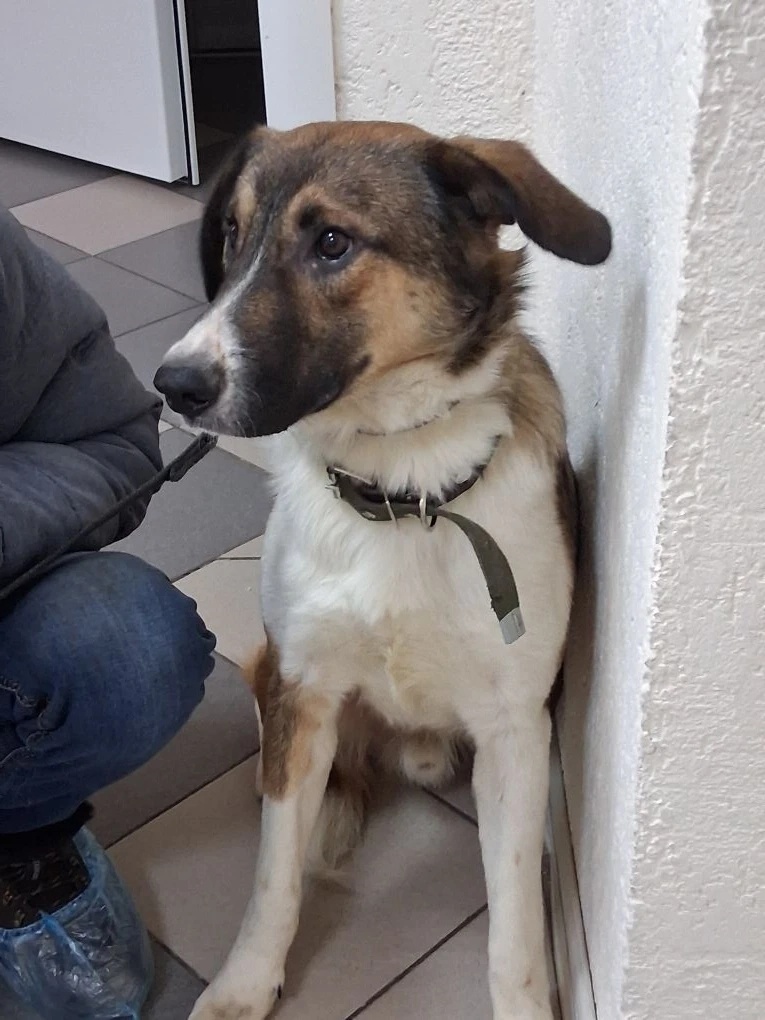 Берти ждёт своей очереди в клинике