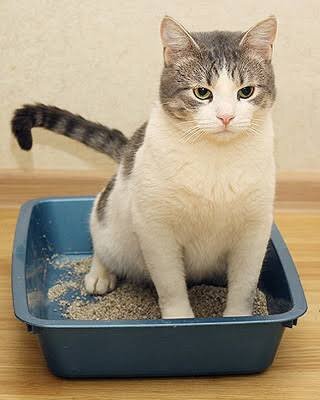 Фото из Интернета. 