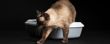 Фото из Интернета. 