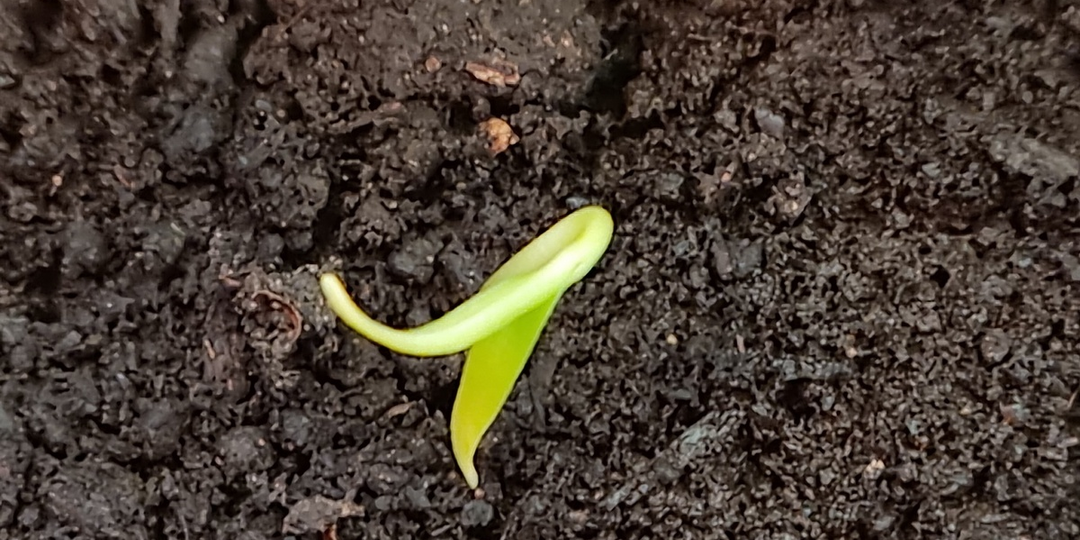 Зелёный спецназ: первые 5 шагов к крепкой рассаде перца после появления всходов