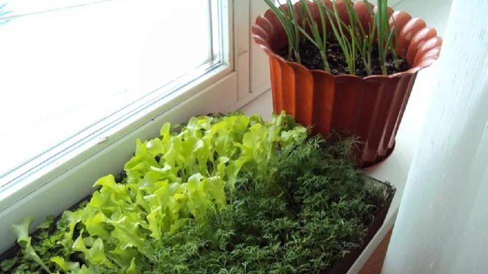 Как вырастить свежую зелень (лук, укроп, салат) на подоконнике весной