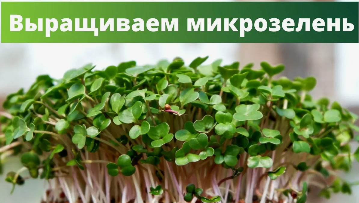 микрозелень