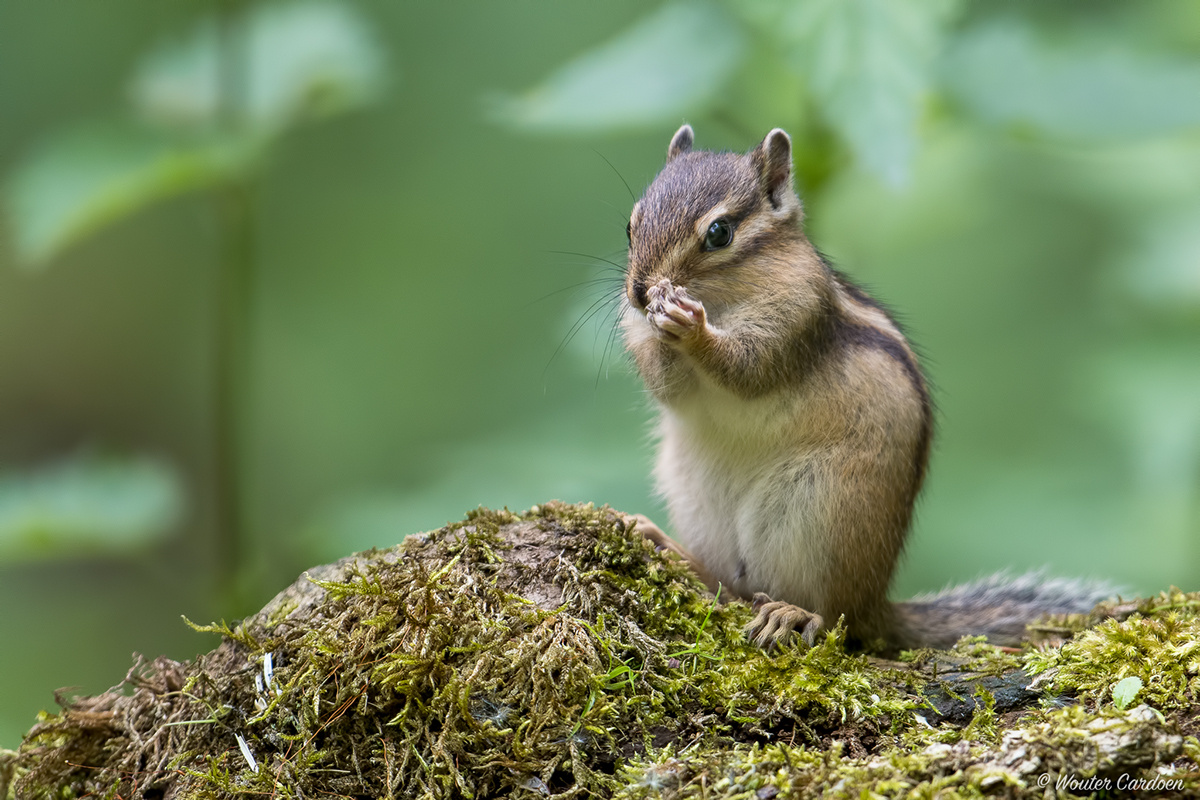 Фото с сайта: https://www.behance.net/gallery/13427533/Siberian-chipmunk-Grondeekhoorn-Eutamias-sibiricus?locale=es_ES