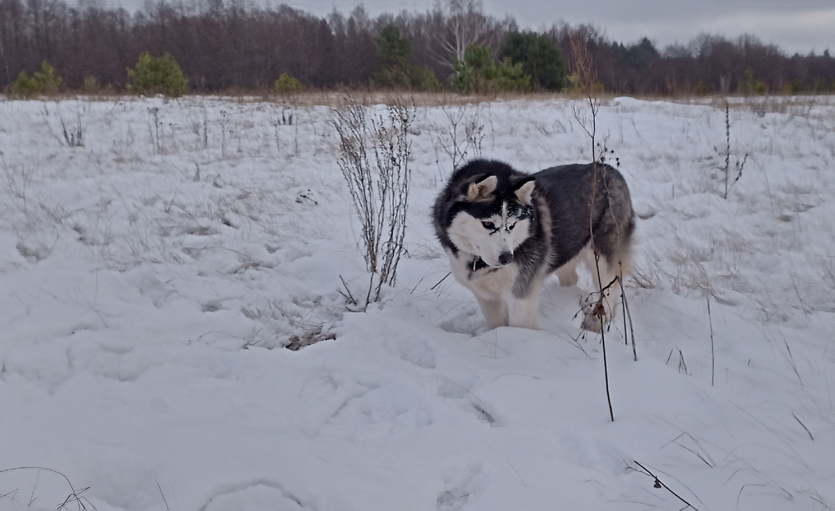 Прислушивается к мышиной возне.