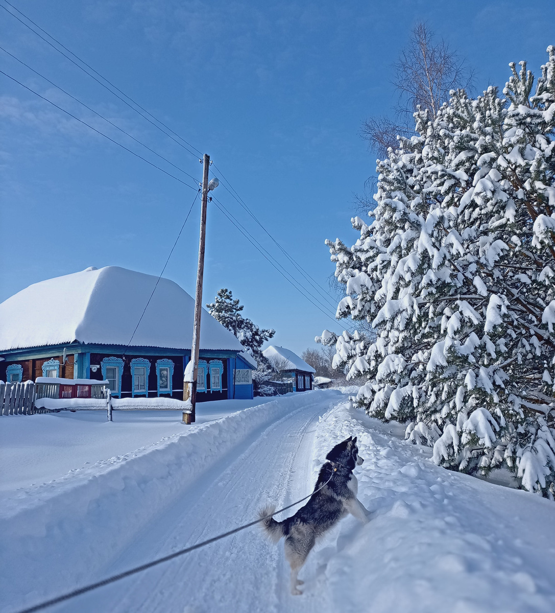 Кажется, там намечается хаски-пати!