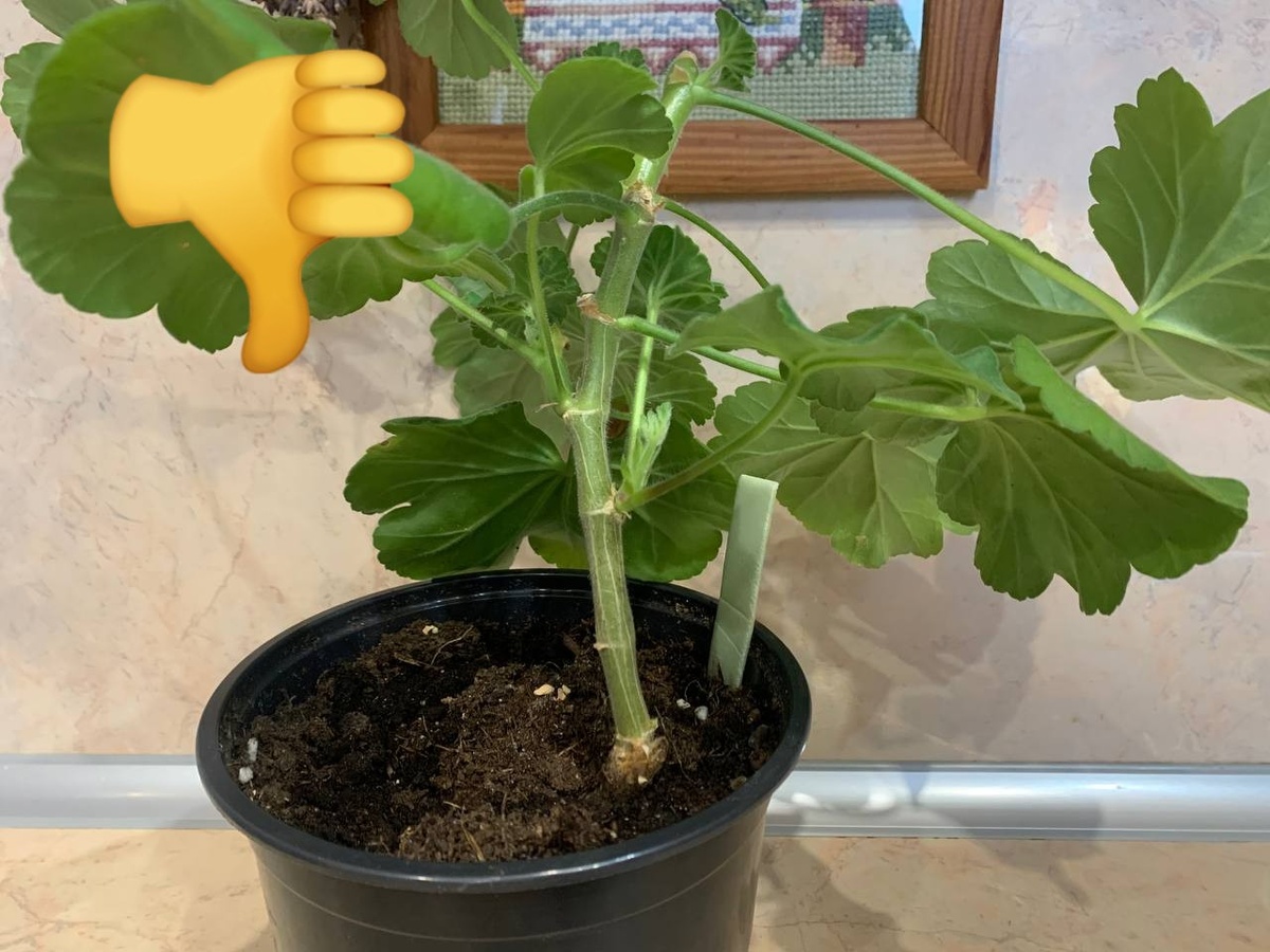 Куст будет расти на одной ножке вследствие неправильной формировки саженца. Фото автора 