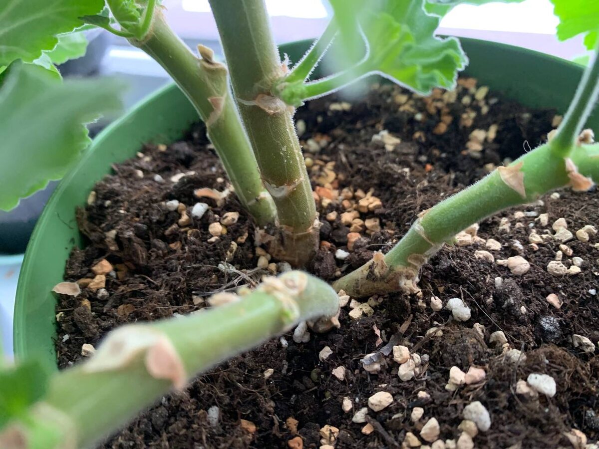 Пеларгония растет на нескольких ножках, кустом. Фото автора