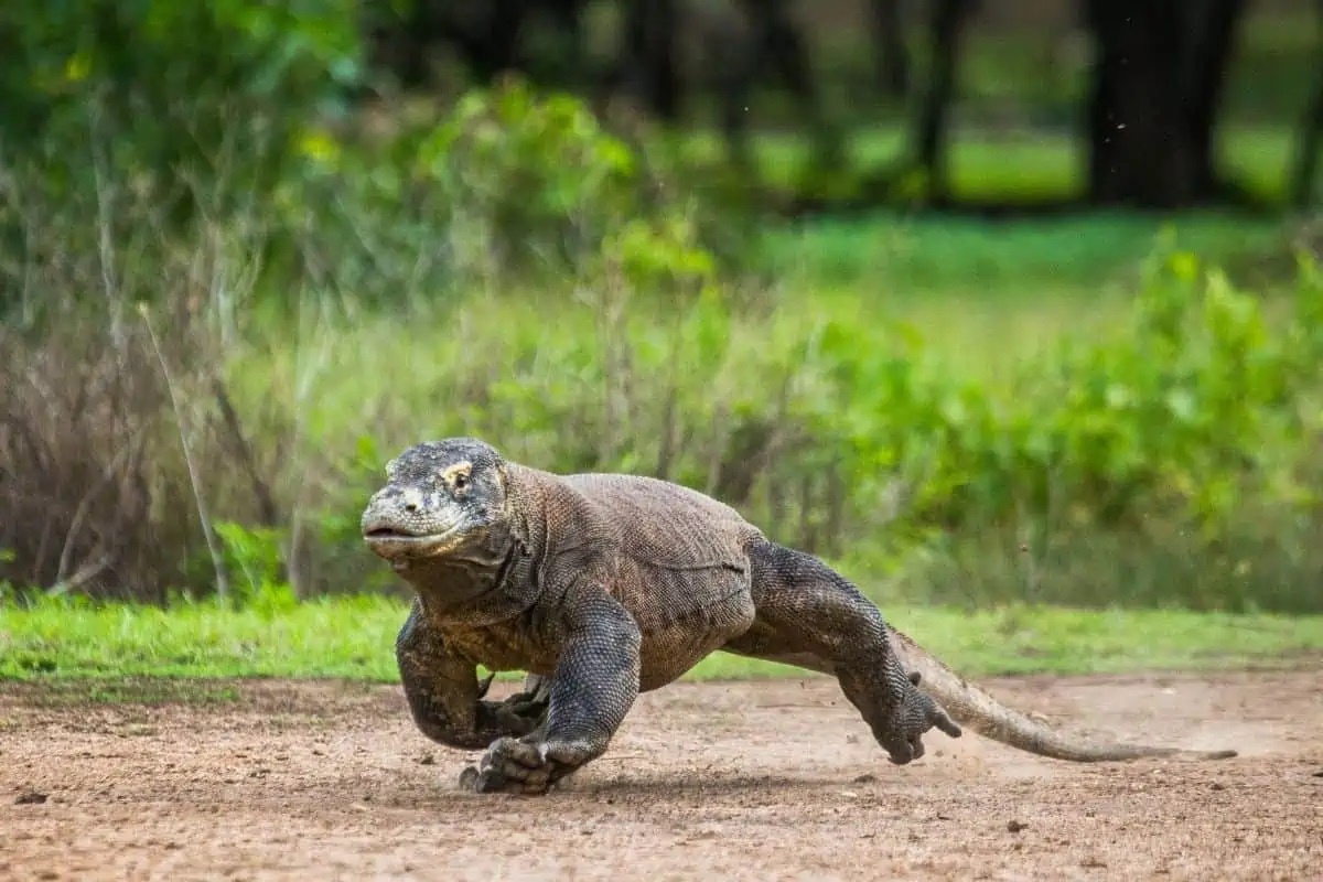 Фото с сайта: https://leozoo.org/how-fast-is-a-komodo-dragon/