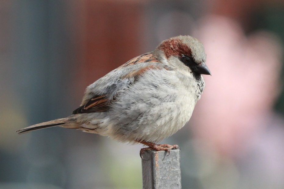    Сергей Булкин/NEWS.ru