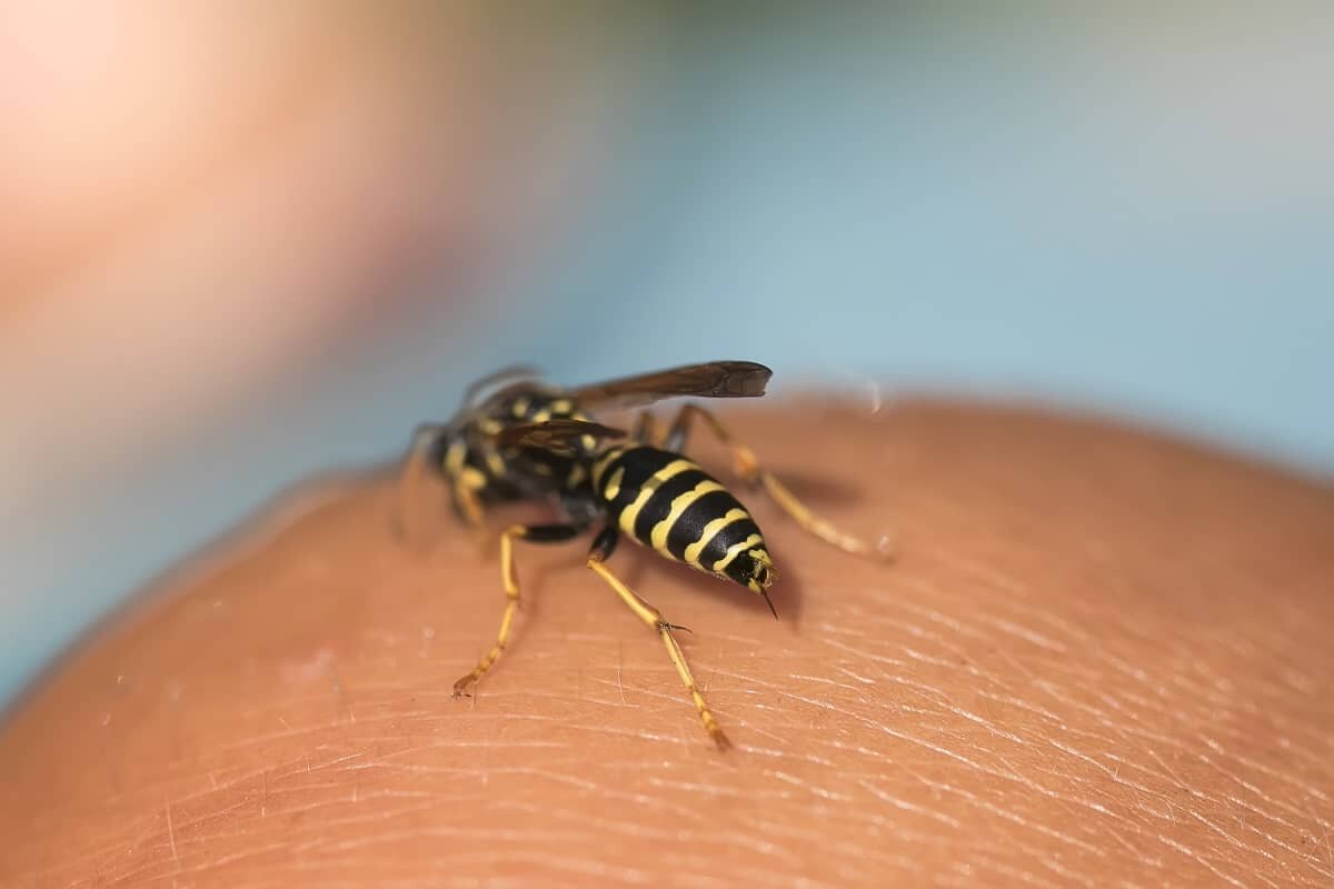 Фото с сайта: https://pestabc.com/category/wasps/