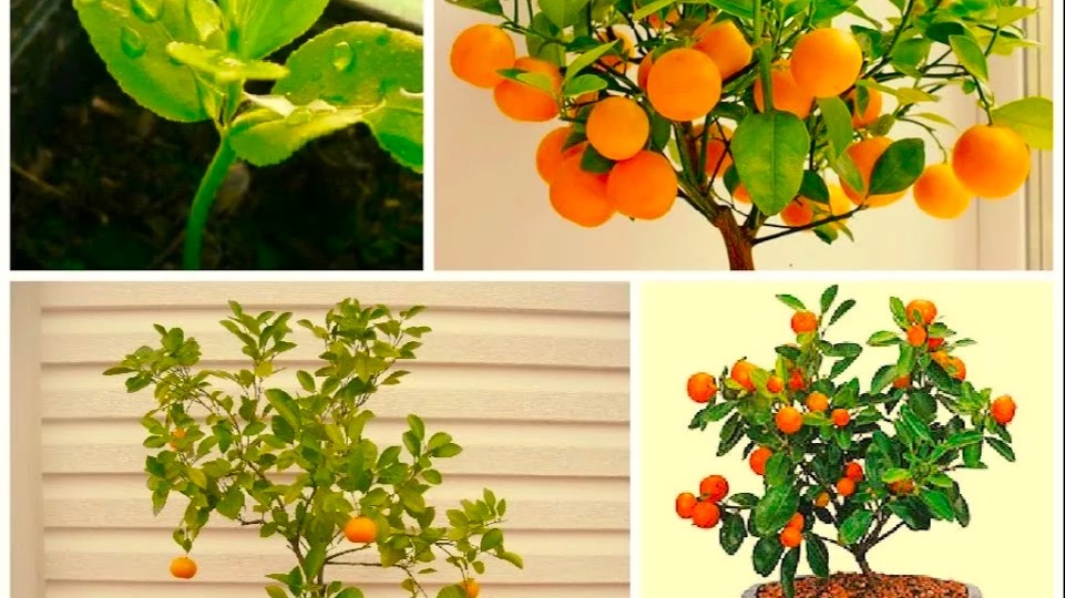 мандарин дома