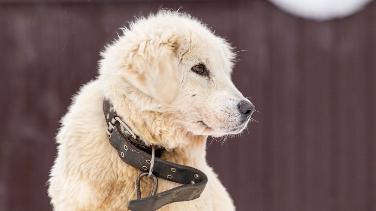   Фото: Федор Воронов/«Ямал-Медиа»