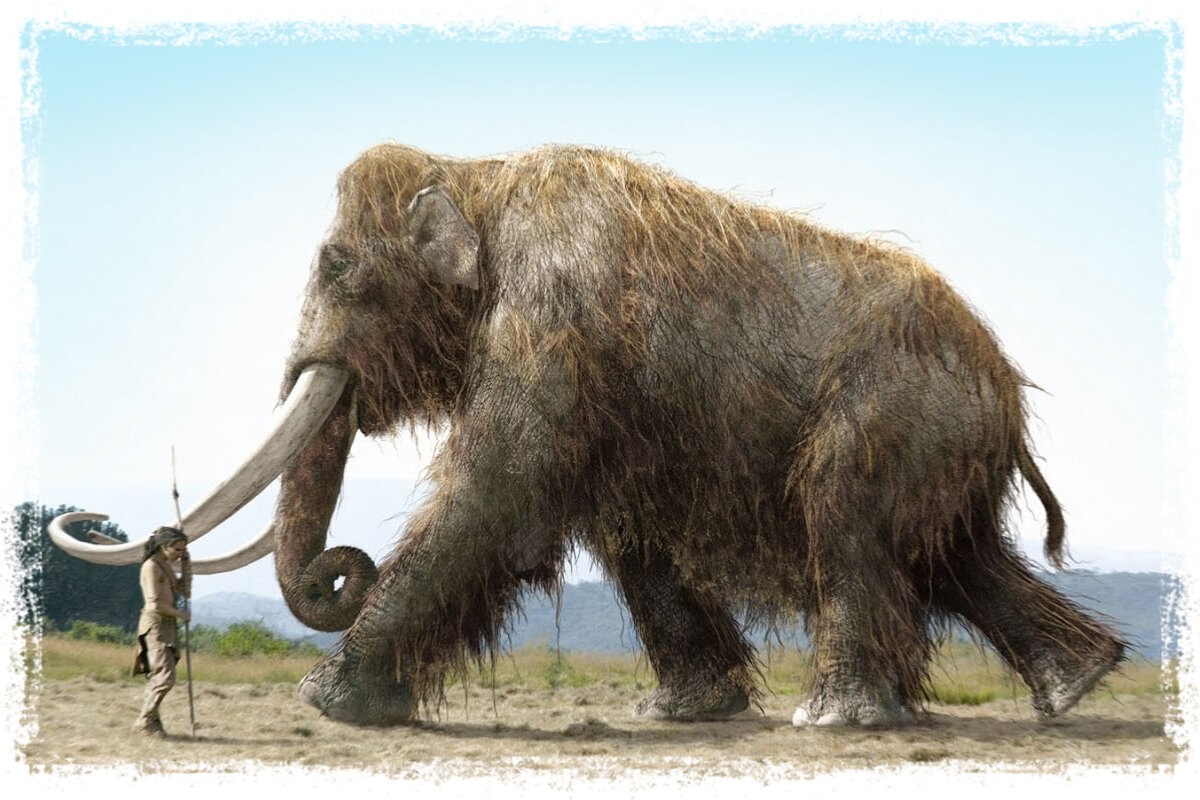 Фото с сайта: https://cookerybox.ru/skolko/jil-mamont.html