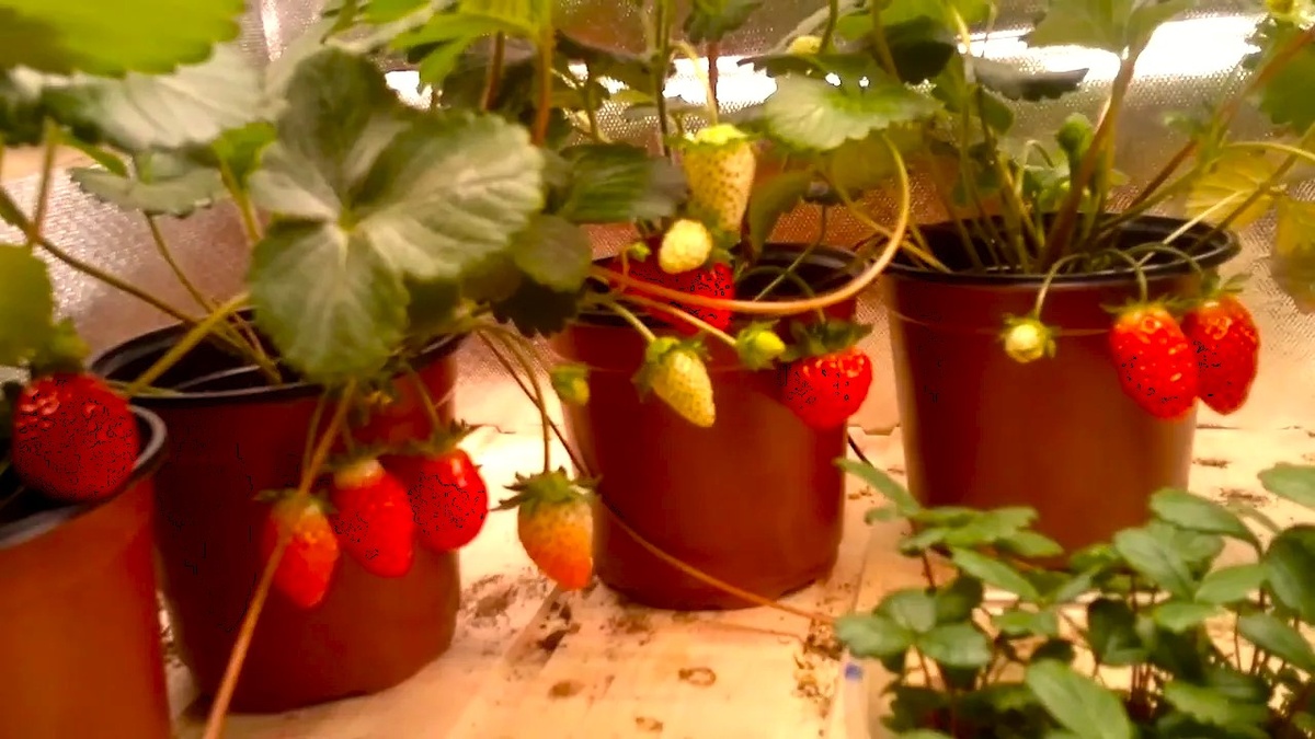 клубника дома в горшках