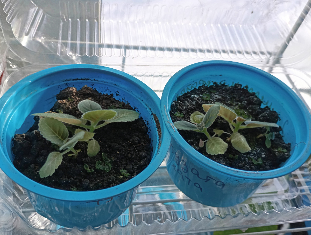 Глоксинии, фото автора.