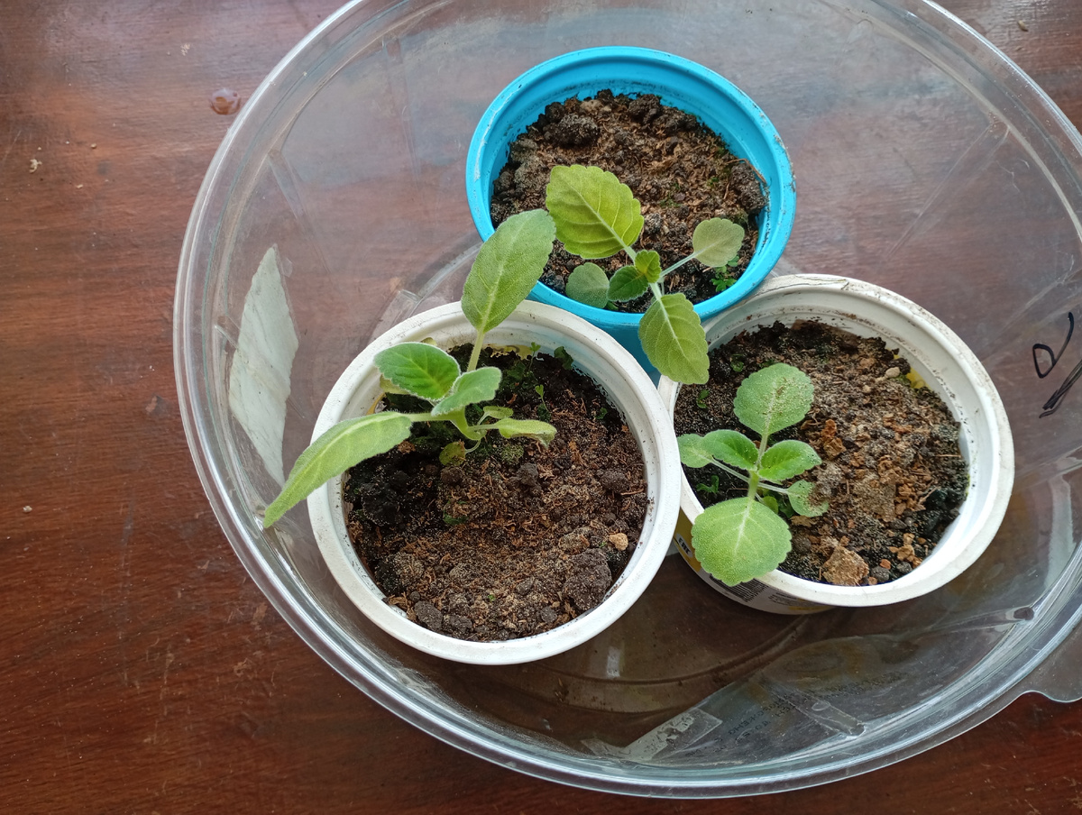 Глоксинии, фото автора.