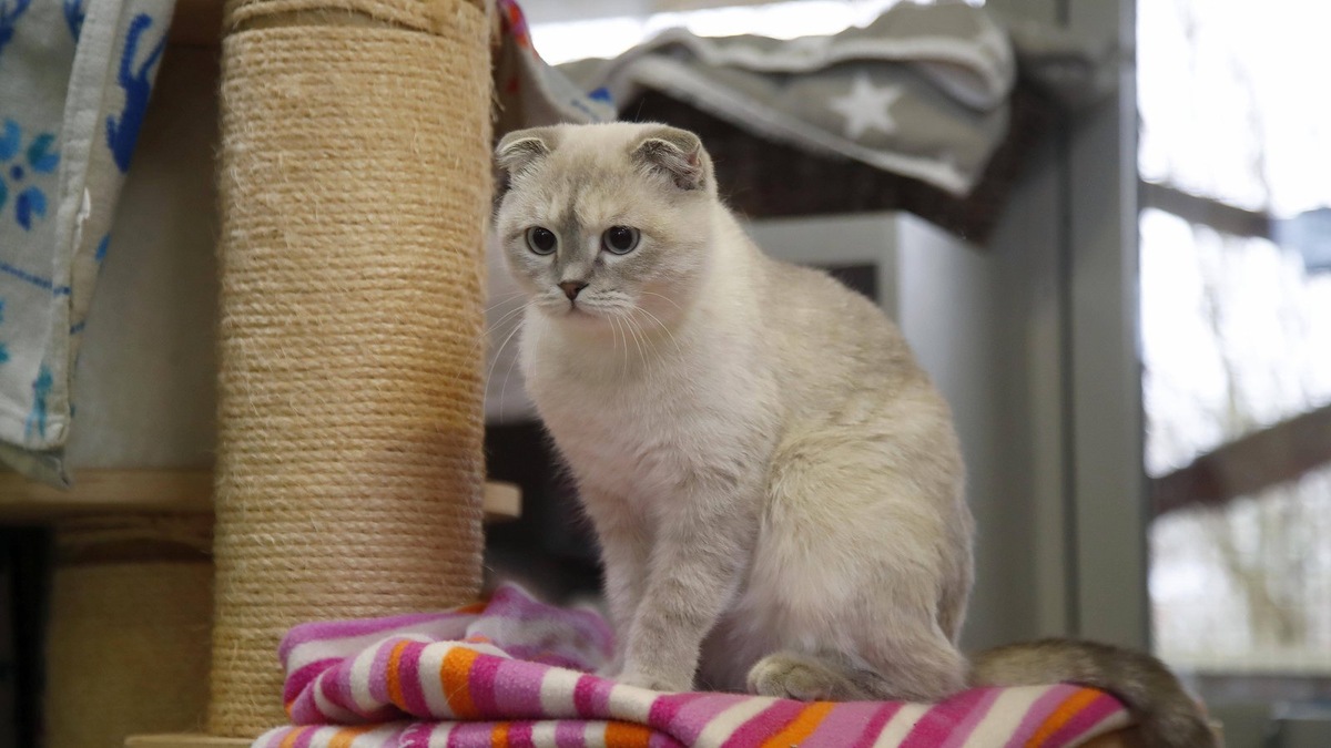    Помет шотландских кошек часто содержит как фолдов, так и страйтов