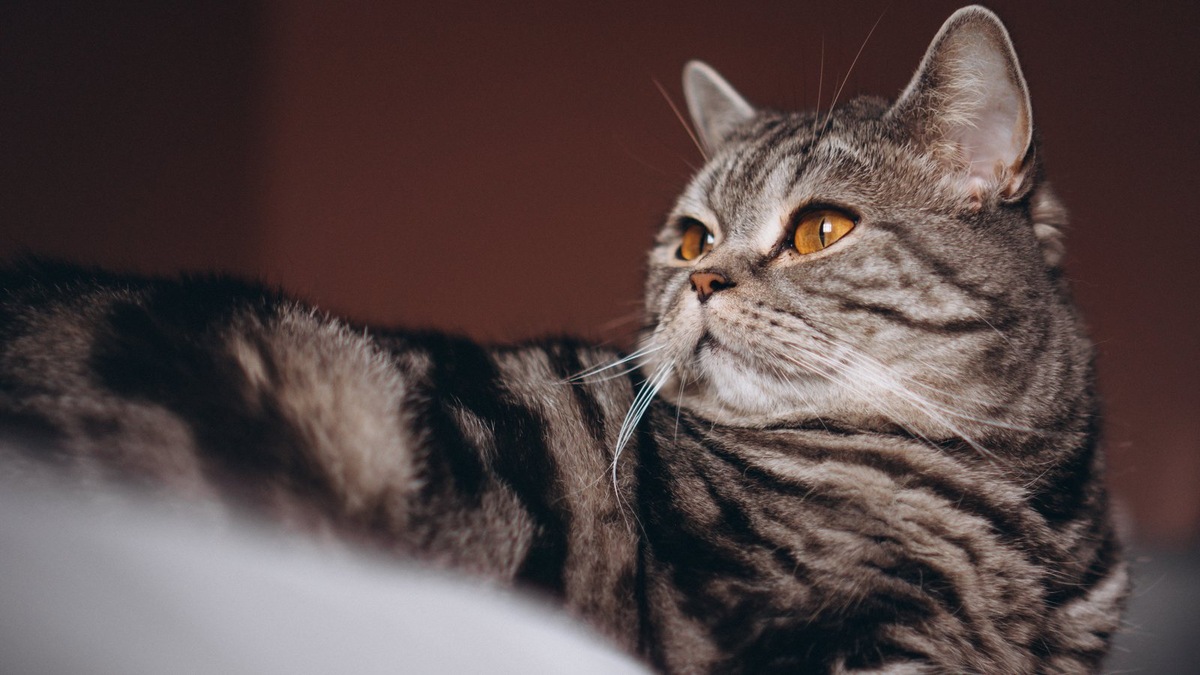    Круглая голова и большие глаза — визитная карточка породы, независимо от формы ушей