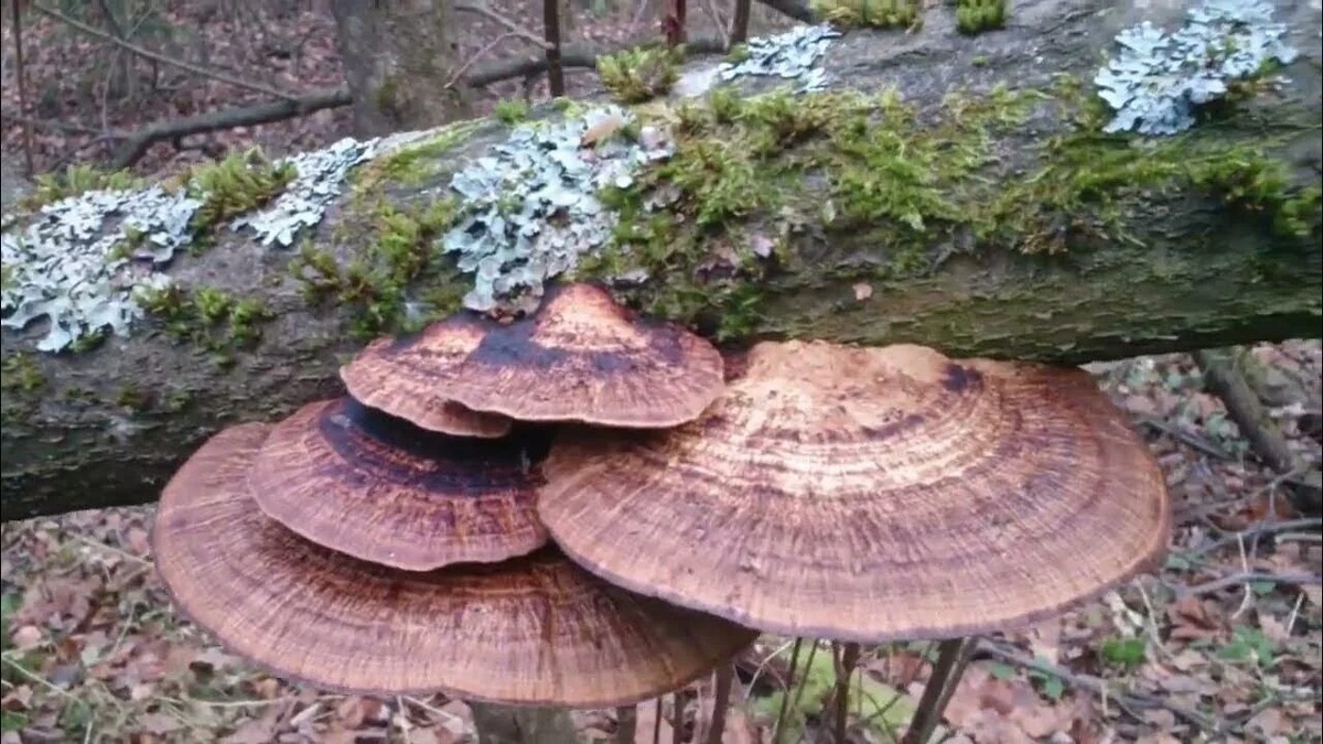 Фотография из интернета