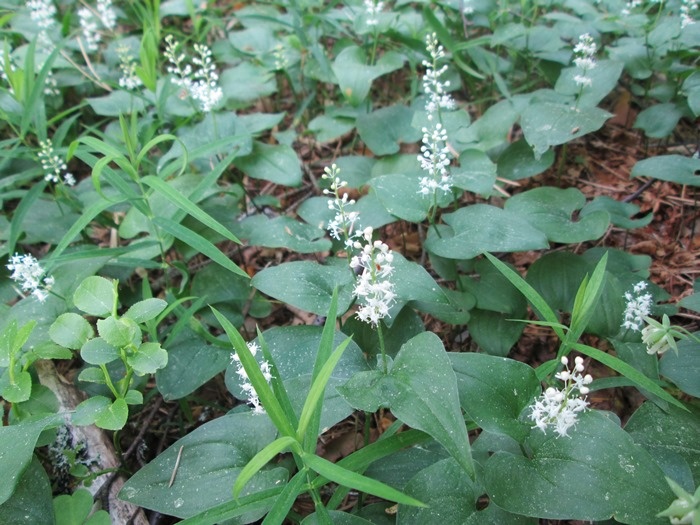 Цветёт майник двулистный. Начало июня (фото из архива автора)