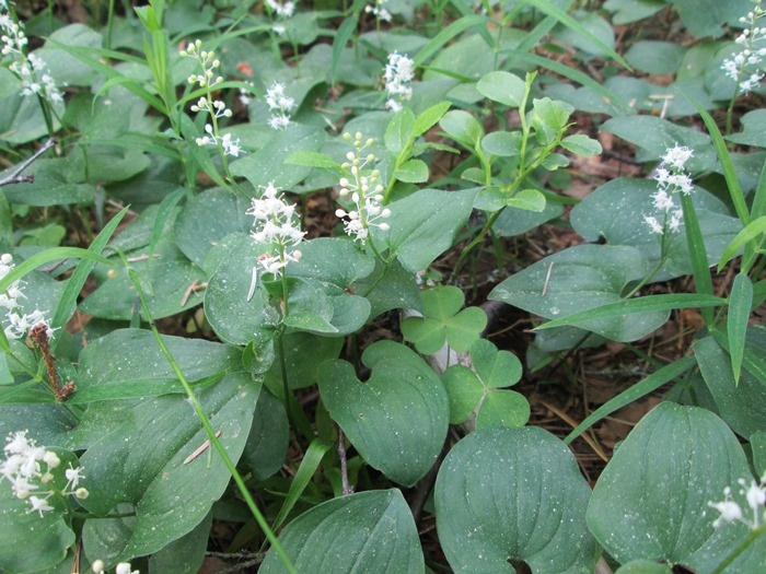 Цветущий майник. Видны листья кислицы и побеги черники (фото из архива автора)