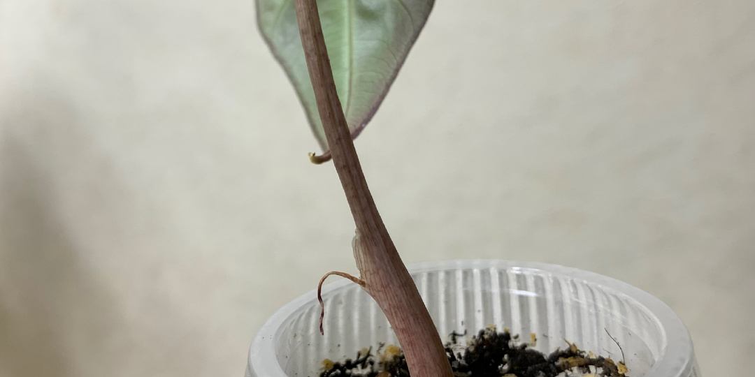 Алоказия не развернула лист… Это конец или она ещё выживет?