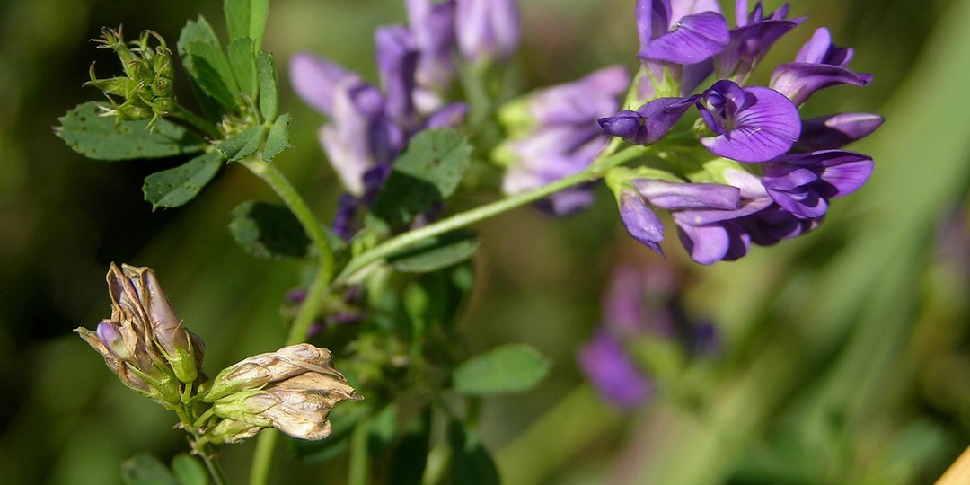 Люцерна: зачем нужна и как посеять. Хорошее средство для оздоровления почвы и не только