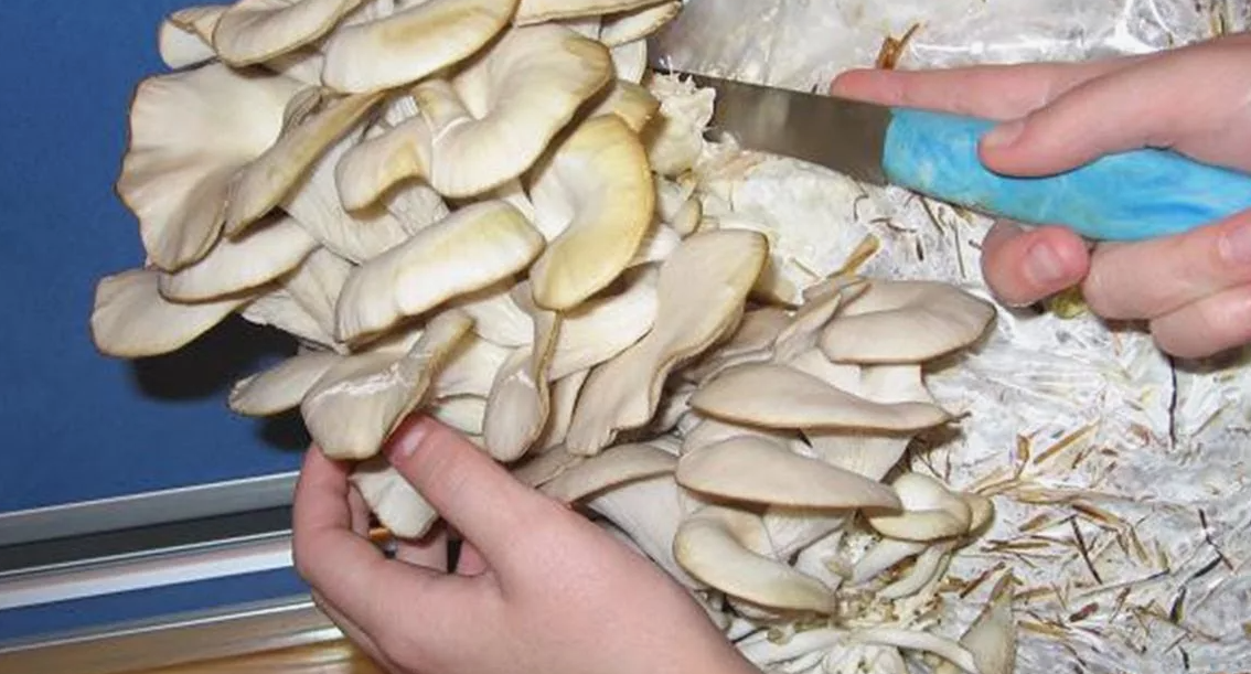 вешенка домашняя