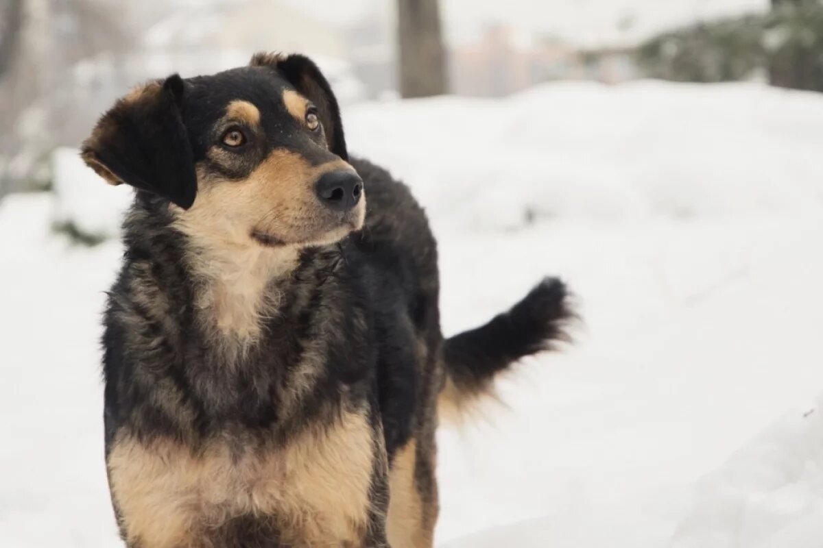   Сотрудники заведения подкармливали пса, а в холода накрывали его пледом.
