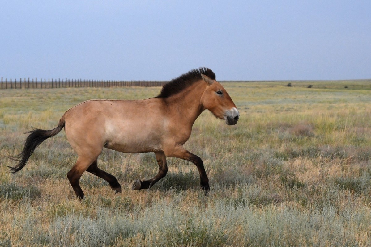 Фото с сайта: https://bigasia.ru/populyacziya-loshadej-przhevalskogo-v-kitae-prevysila-900-osobej/