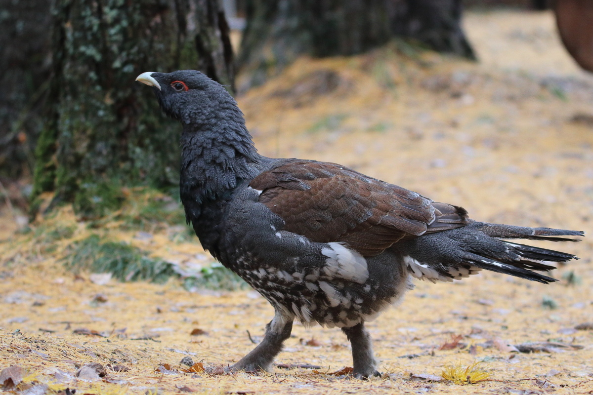 Фото с сайта: https://www.sibirds.ru/v2photo.php?l=ru&s=051701185&n=1&t=146&p=2&sortby=1&sor=desc&saut=all&si=sib