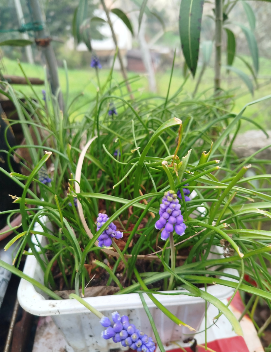 Фото автора. Ёмкость с крохотными первогодками, которые я вообще не планировала переносить на передний двор, т.к. была уверена, что цветения не будет.