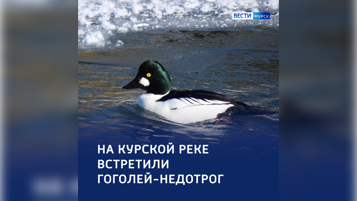    В Курске встретили гоголей-недотрог