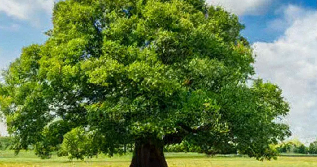 превращение...