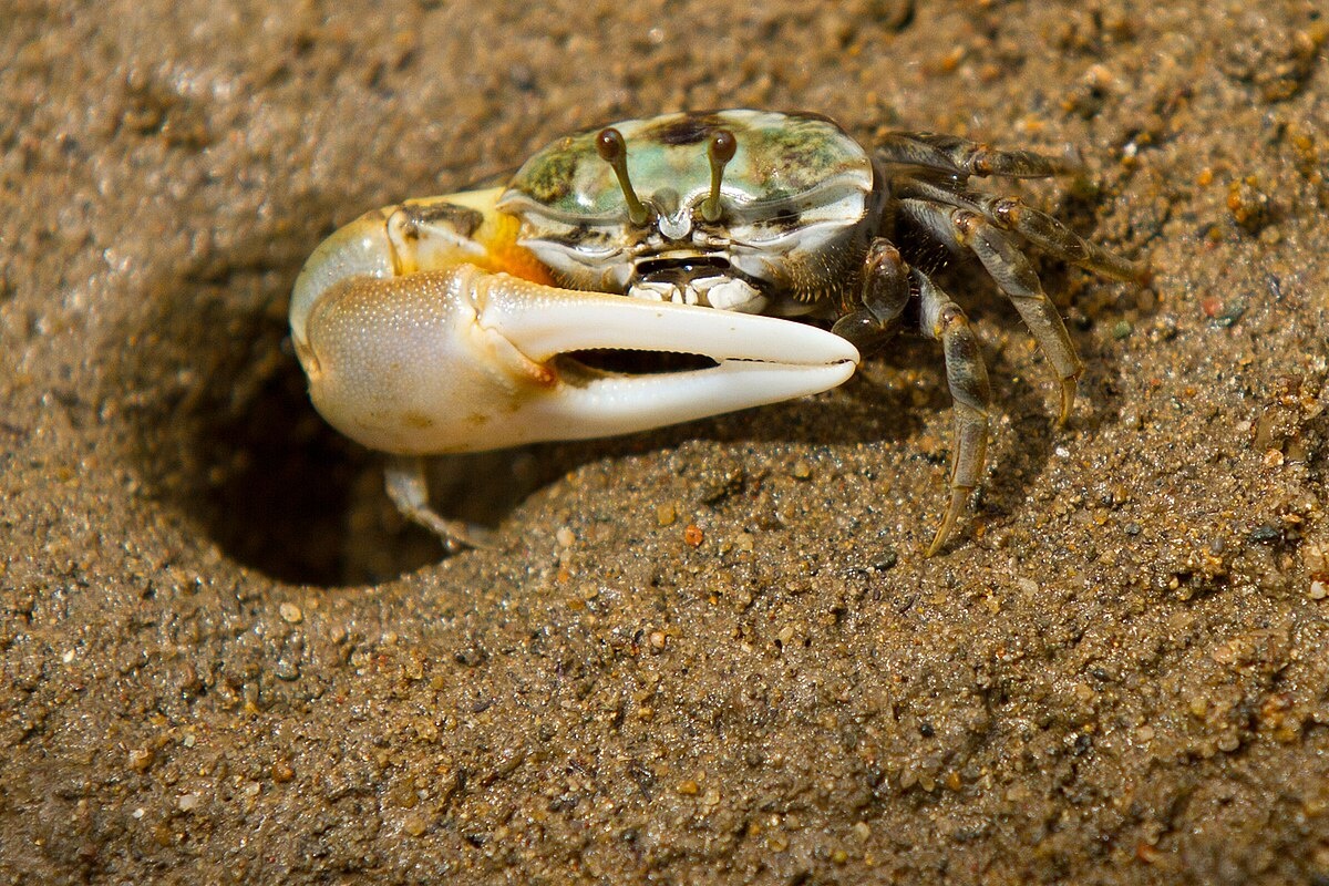 Фото с сайта: https://commons.wikimedia.org/wiki/File:Fiddler_Crab_(IMG8253).jpg