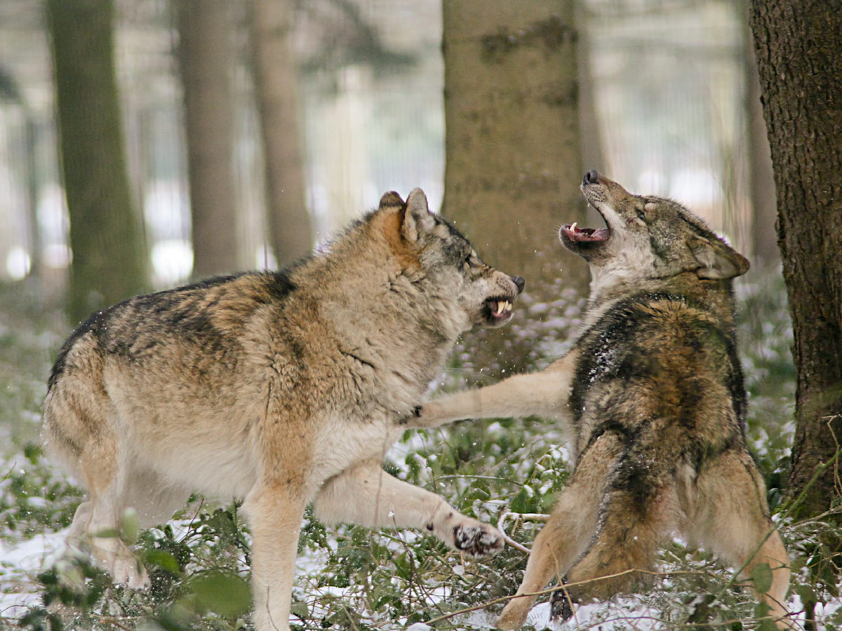 HS Naturfotografie, CC BY-NC-SA 2.0