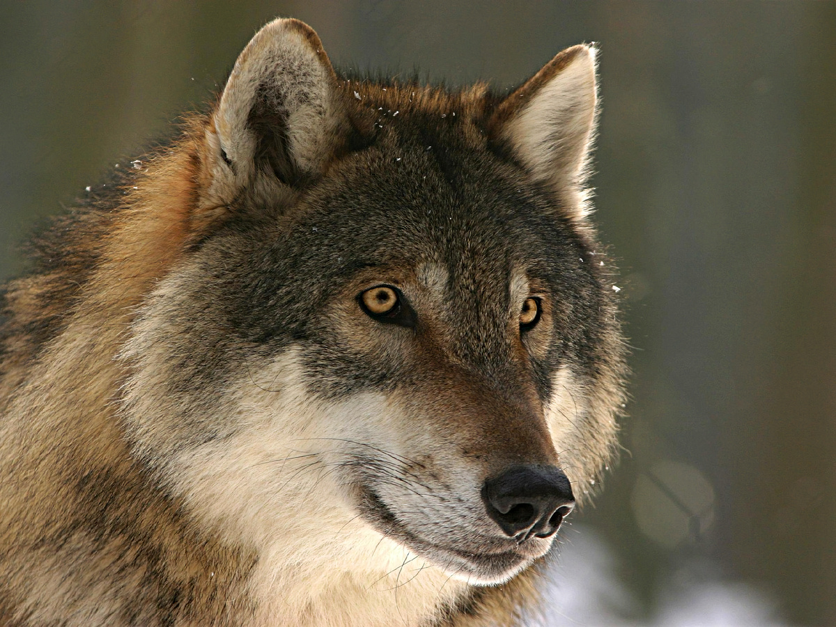 Нельзя одним лишь воспитанием и заботой перекрыть тысячи лет эволюции. Как ни крути, природа возьмёт своё. 