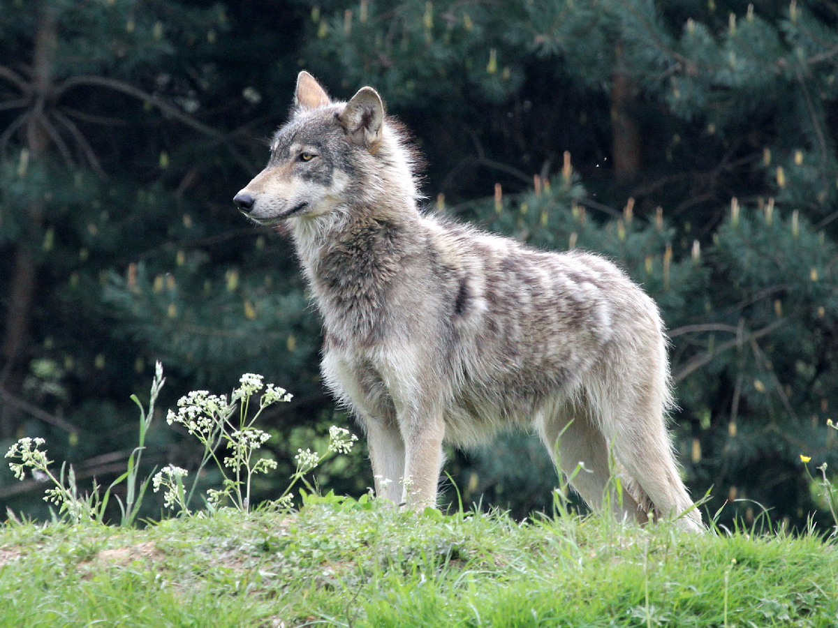 flamesworddragon, CC BY-SA 2.0