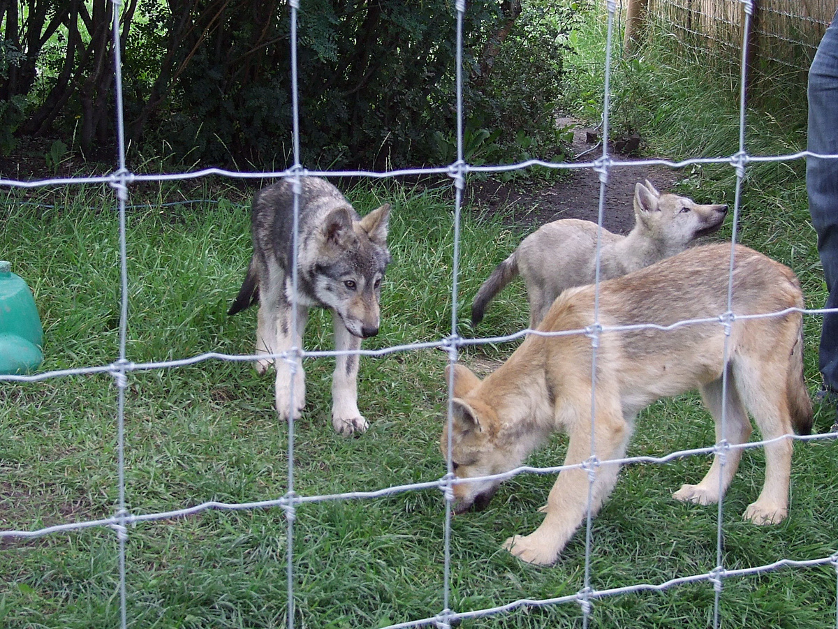 Моделируем ситуацию: хозяин принёс домой пакет с продуктами. Домашний пёс тут же радостно сунет туда свой нос, чтобы изучить. А вот для Серого появление нового объекта в логове — предвестник беды. Фотография: Clarissa Peterson, CC BY-NC-SA 2.0.   