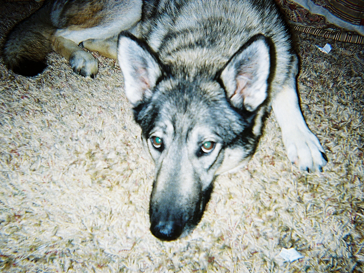 С волкособом во втором поколении справится далеко не каждый, чего уж говорить о волке. Фотография: Claire, CC BY-NC-SA 2.0.