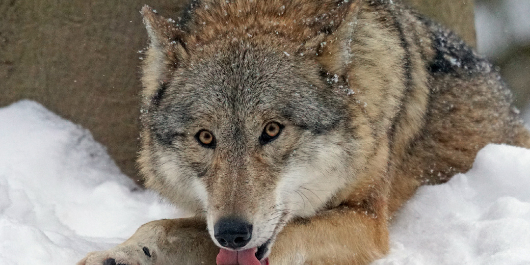 Почему волк никогда не станет домашним, даже если взять его щенком