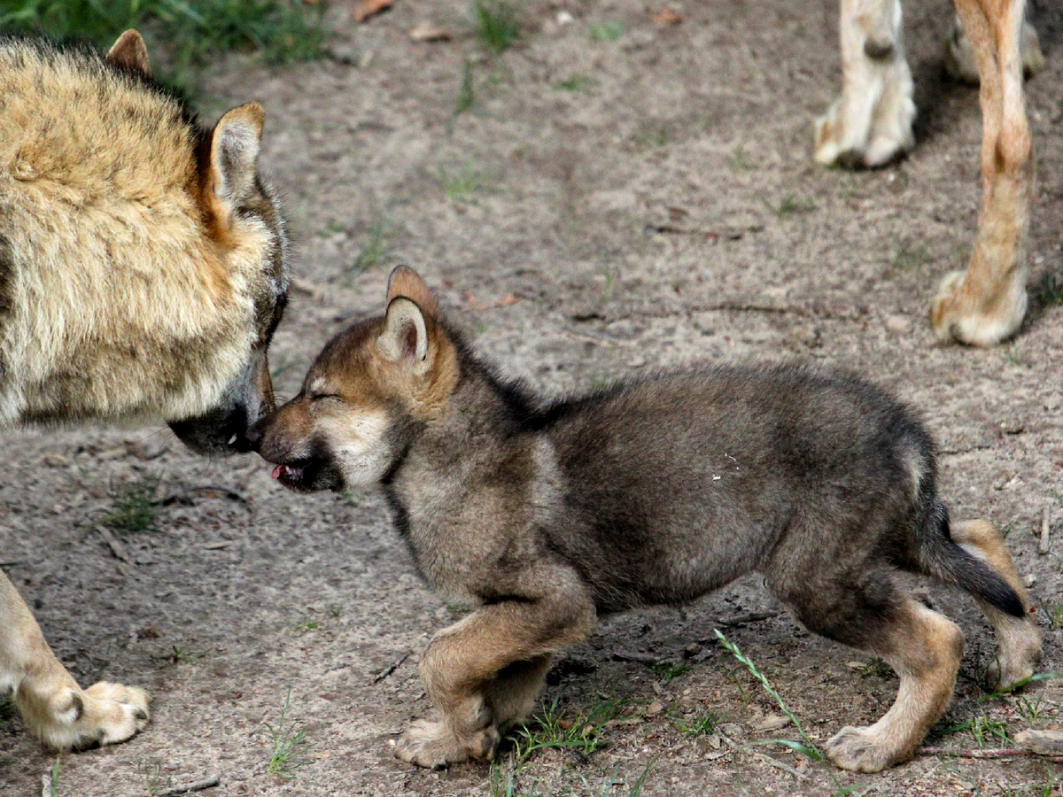 Организм волчонка ещё не овладел навыками удержания тепла. Отключили конвектор от питания — уютное здание превратилось в юрту. Подключили — пошла жара! Соответственно, живой грелке отлучаться не полагается. Чревато! Фотография: zoofanatic, CC BY 2.0