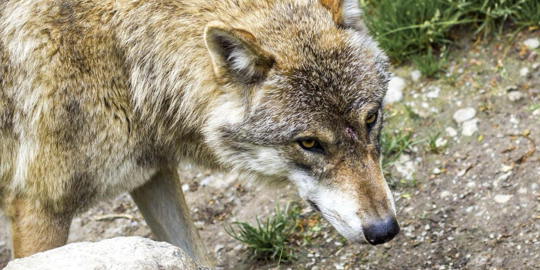 Чем волки занимаются весной: 5 фактов из жизни «санитаров леса»