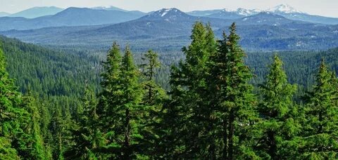 Яндекс картинки.