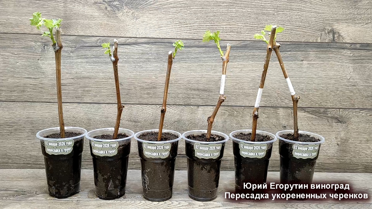 Укорененные черенки пересажены в контейнеры с грунтом.