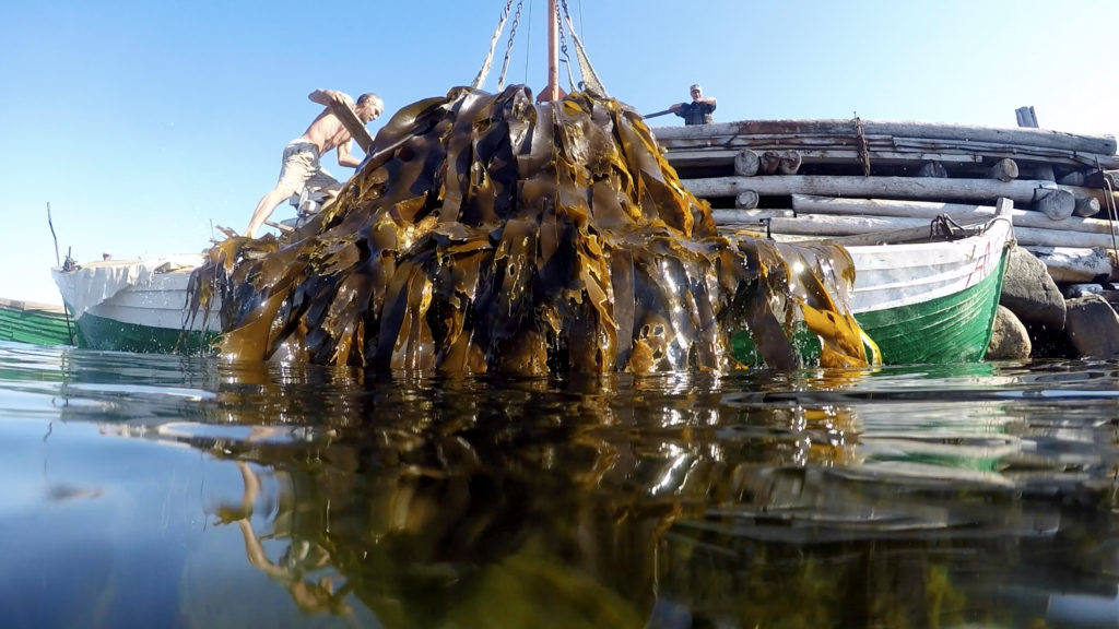 Старейшим центром переработки водорослей в России является Архангельск — на Архангельском опытном водорослевом комбинате (АОВК) уже 100 лет промышленно добывают йод из ламинарии и производят из водорослей альгинаты, пищевые добавки, корма и, конечно, полисахариды.