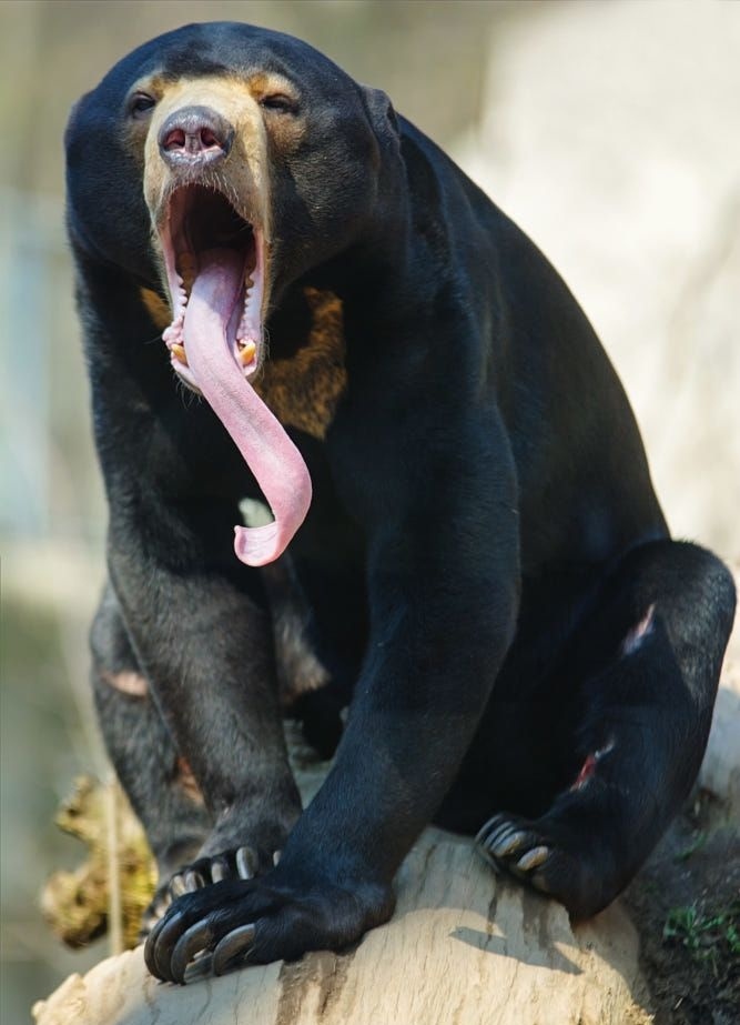 Длина языка может достигать 25 сантиметров. 