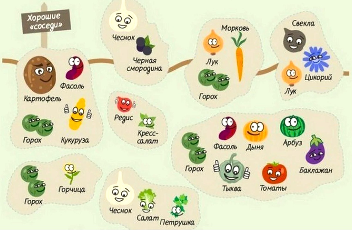 Таблица совместимости овощей