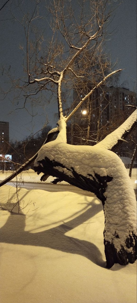 1. Кривой обрубок напротив Онежская 28 фото сделано в конце января 2024. Спилили летом 2025